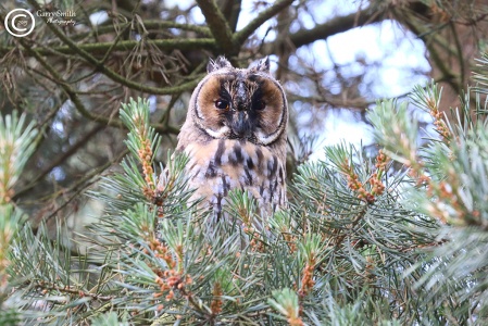 Long eared owl (Asio otus) Garry Smith